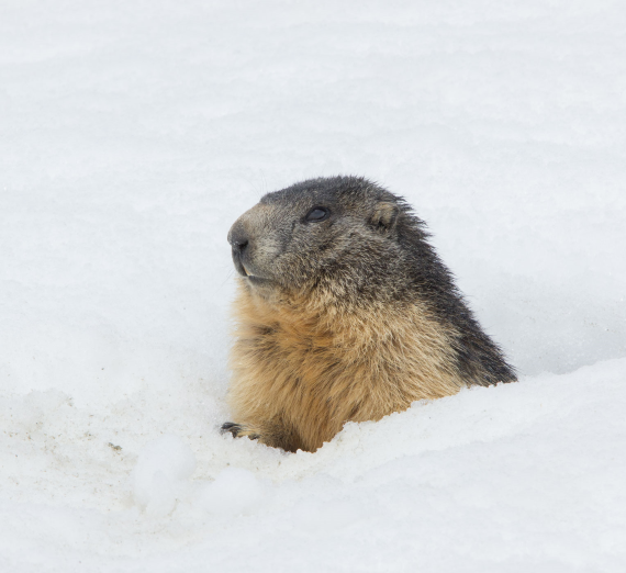 Artist Ben Joyce paints on a canvas